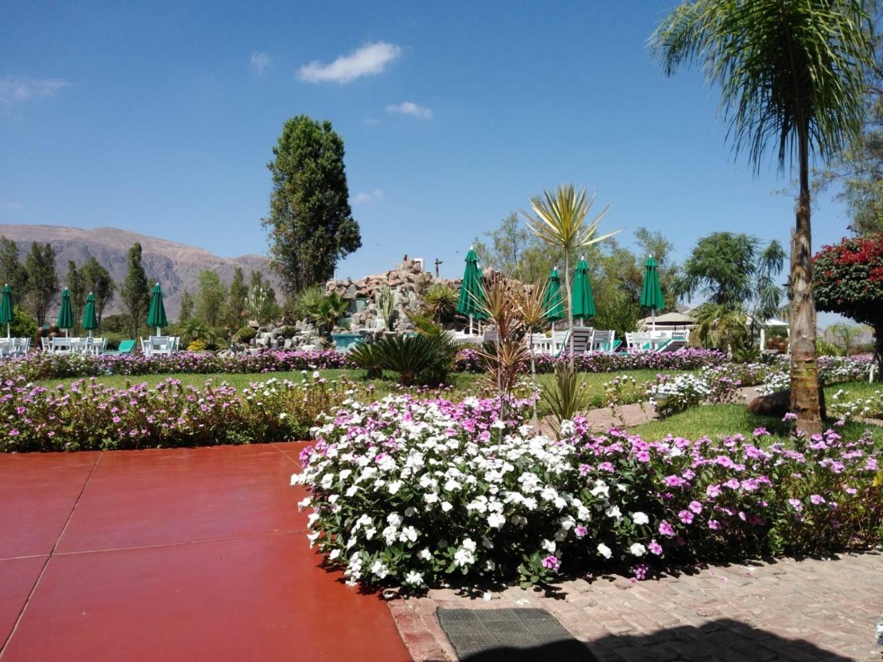 Casa Hacienda Nasca Oasis Hotel Nazca Ngoại thất bức ảnh
